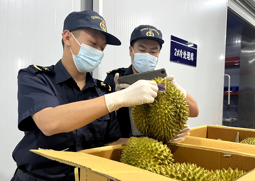 磨憨铁路口岸综合性指定监管场地水果查验区内，海关关员正在查验进口榴莲。勐腊海关供图